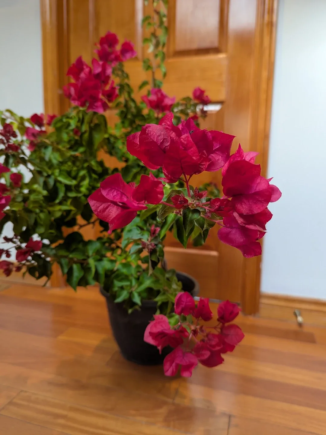 Potted Bougainvillea Plant image indicator(2)
