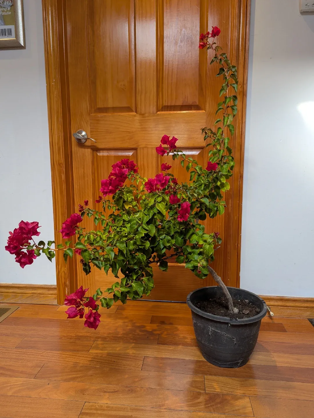 Potted Bougainvillea Plant image indicator(3)