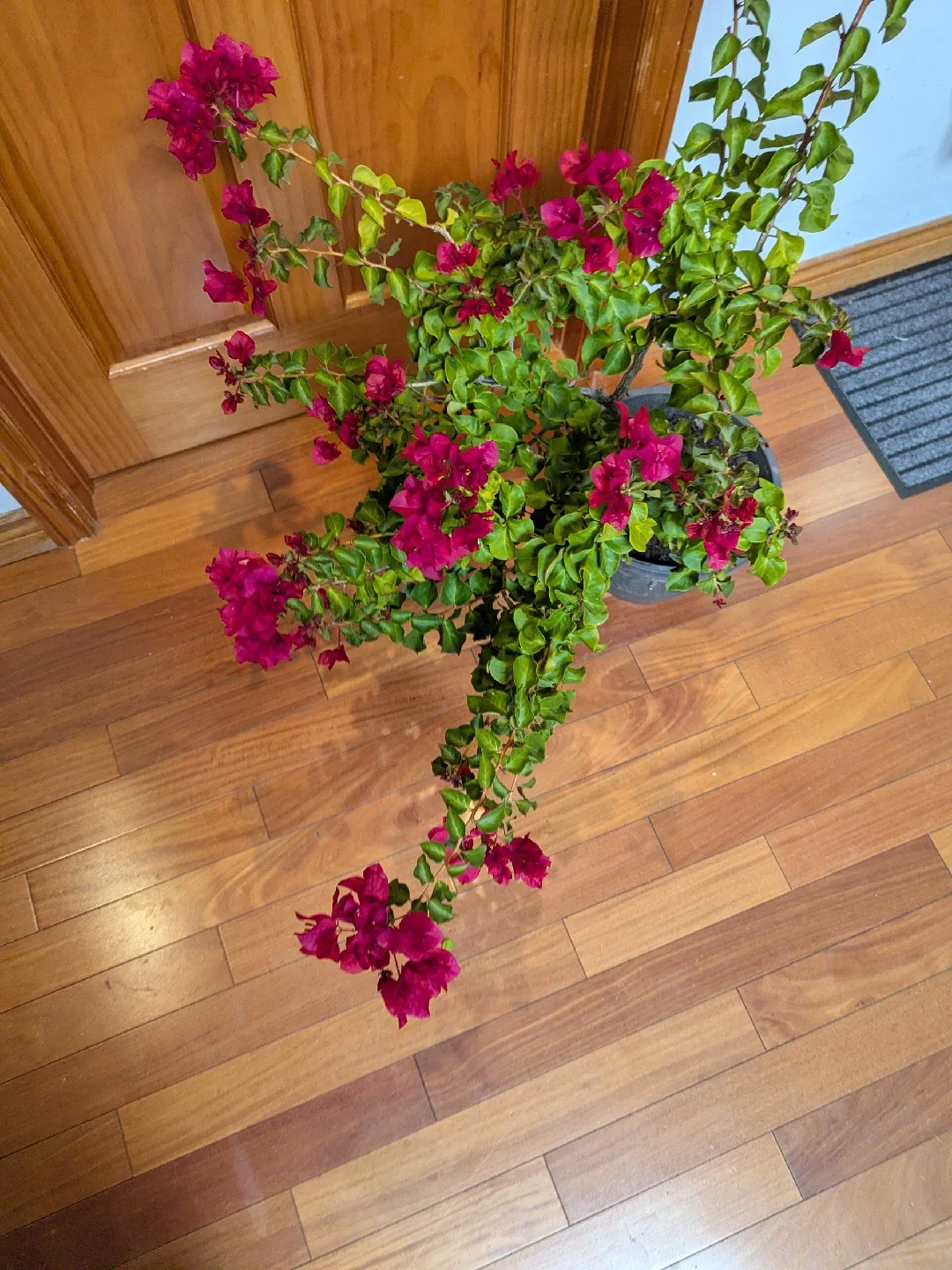 Potted Bougainvillea Plant image indicator(4)
