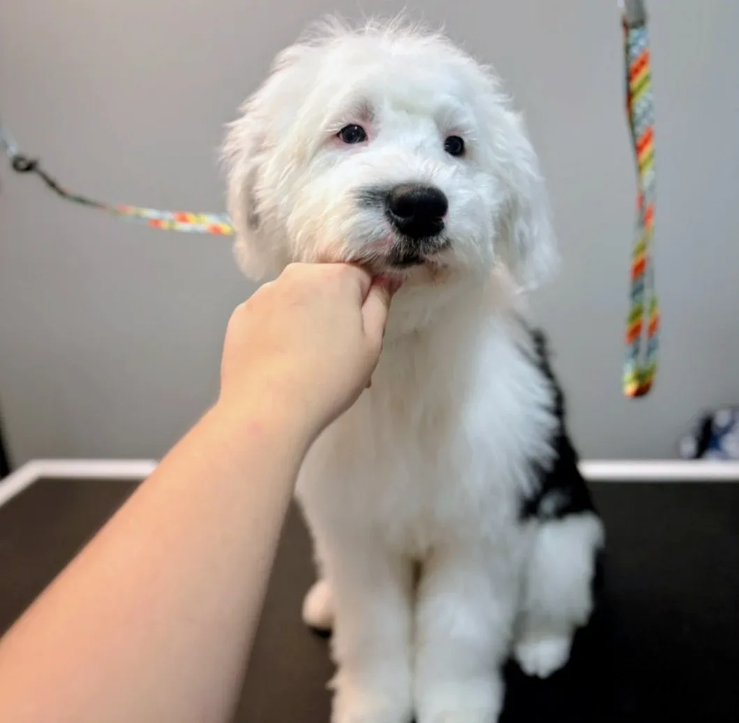 dog grooming 🦴🐶