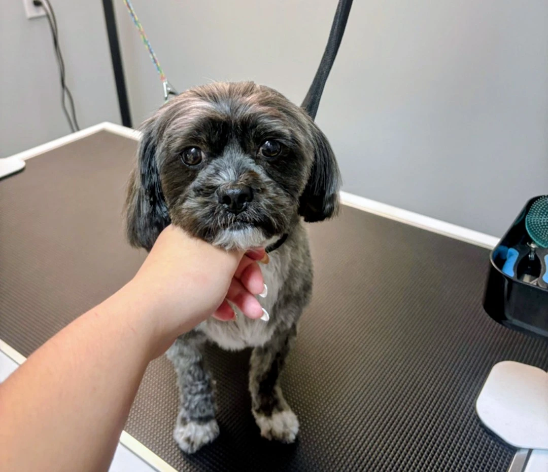 dog grooming 🦴🐶 - photo 2