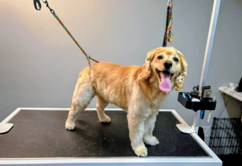 dog grooming 🦴🐶 - photo 5
