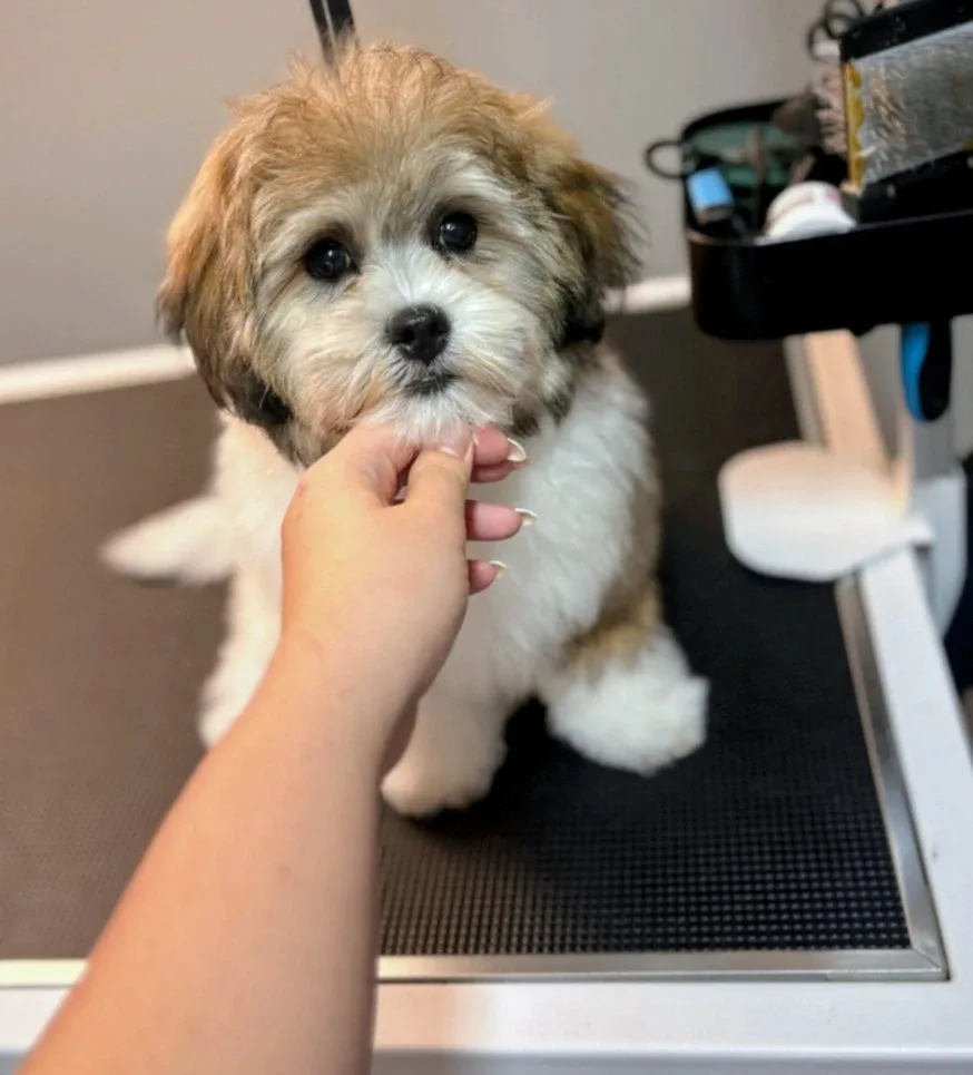dog grooming 🦴🐶 image indicator(6)