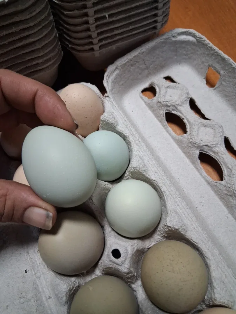 Fresh Farm Eggs - Assorted Colours image indicator(3)