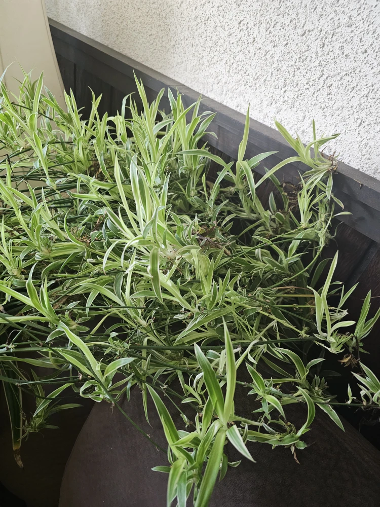 Spider plants - photo 5
