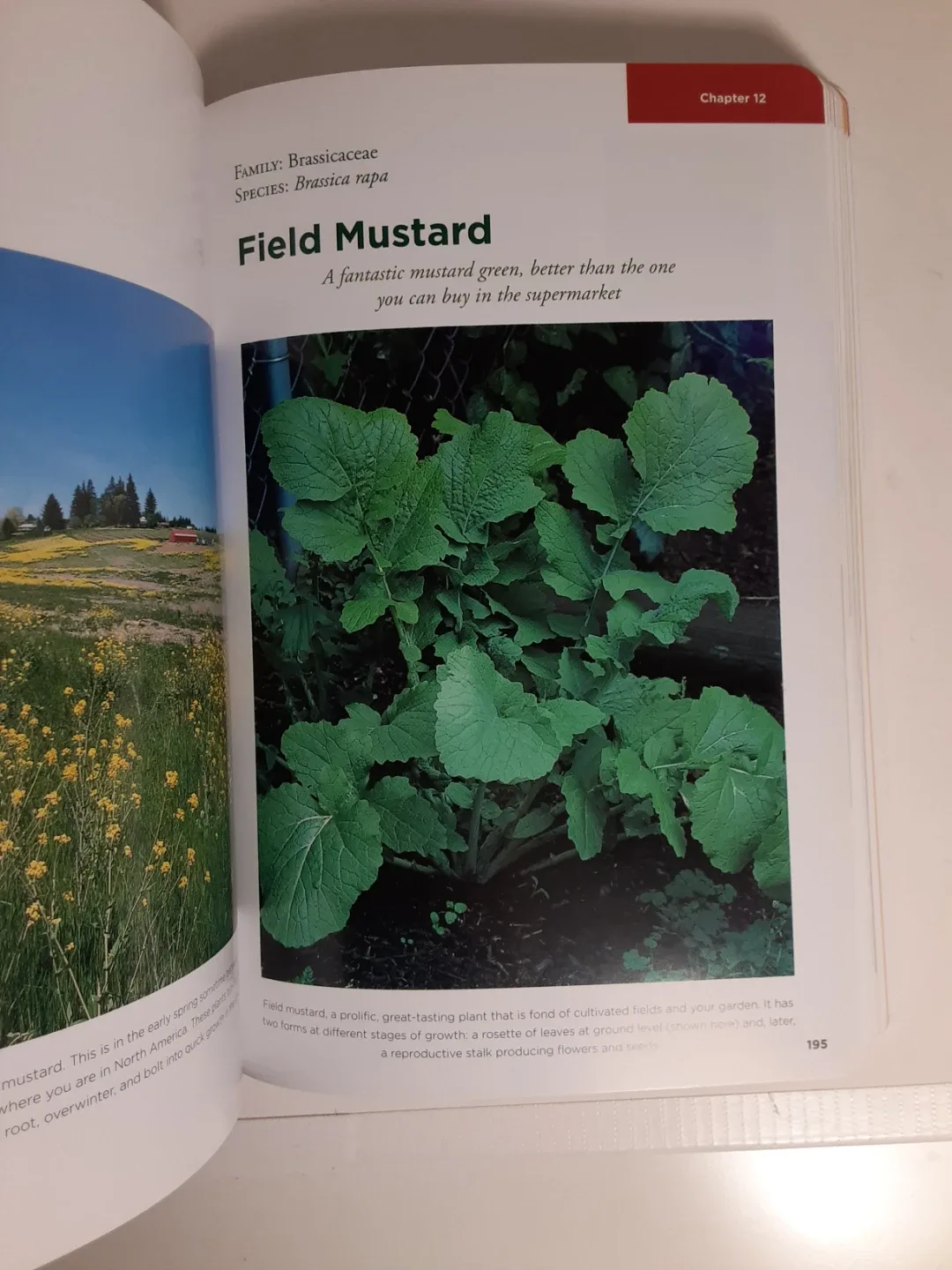 Edible Wild Plants - Wild Food Aventure Series image indicator(7)