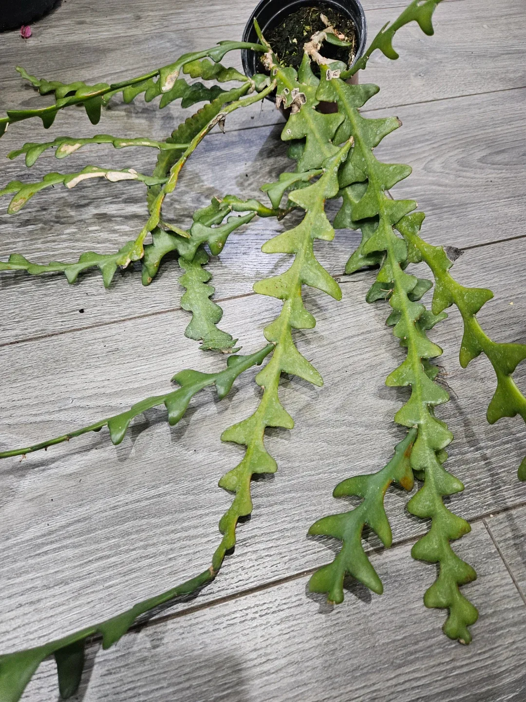 Zig Zag Cactus Plant image indicator(2)