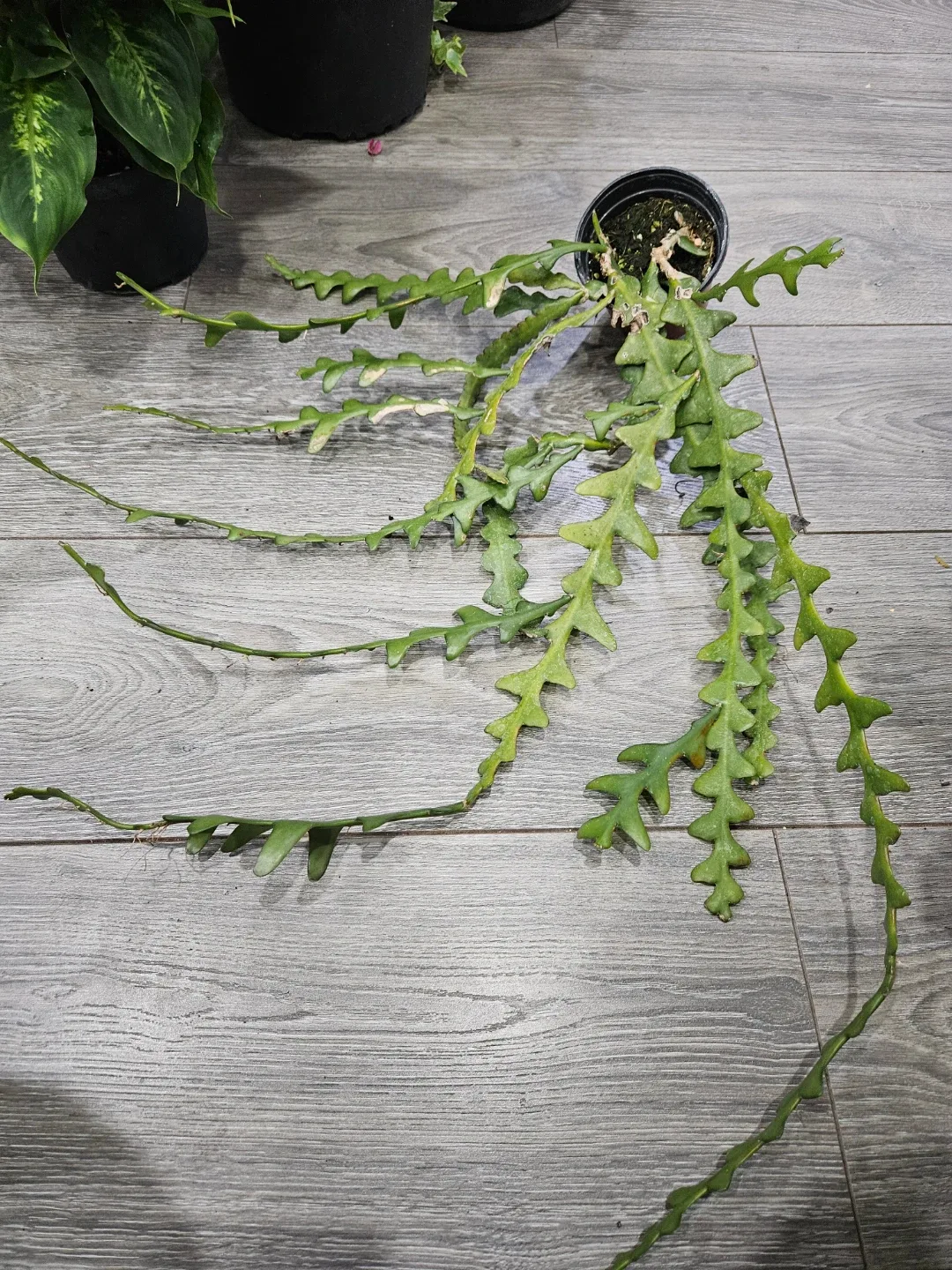 Zig Zag Cactus Plant image indicator(3)