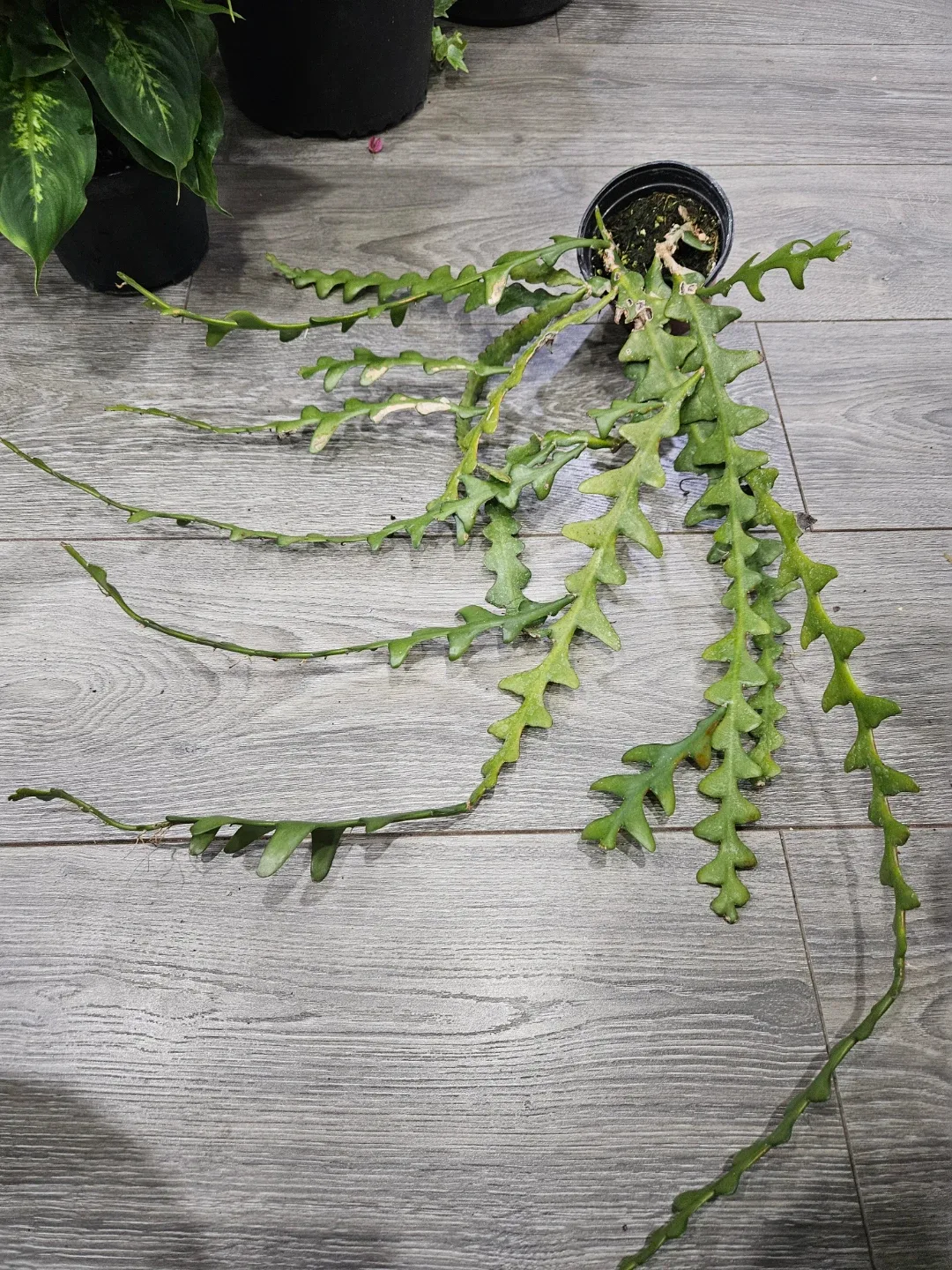 Zig Zag Cactus Plant image indicator(4)