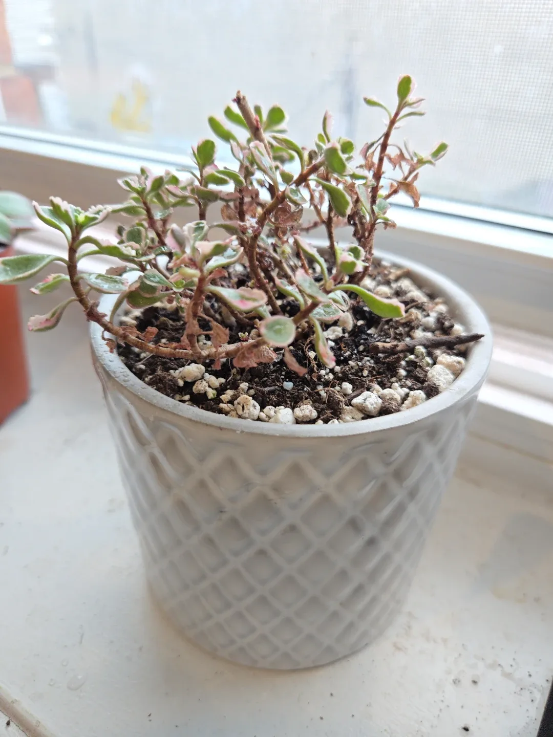 Potted Plant image indicator(2)