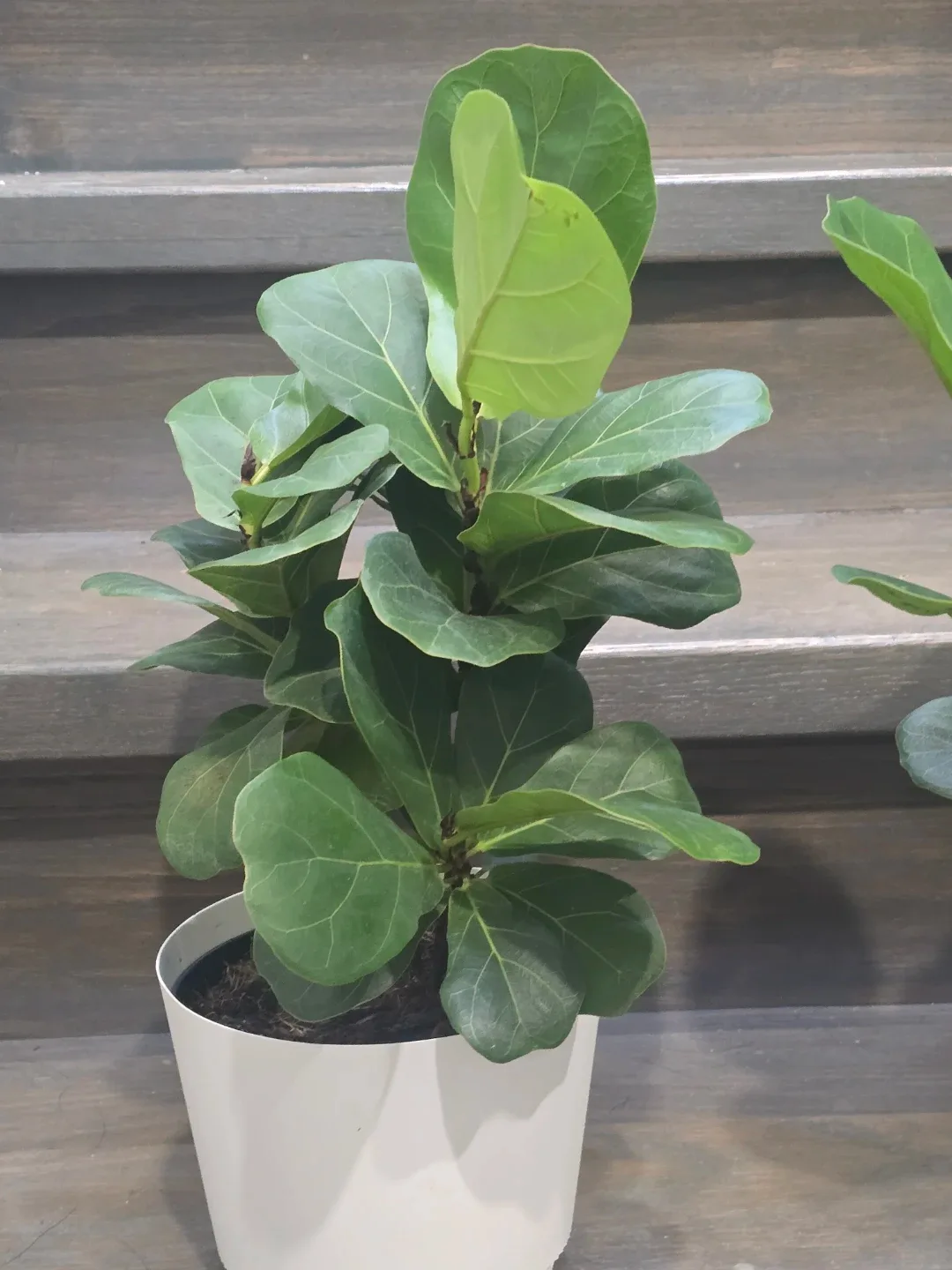 Fiddle Leaf Fig Plant image indicator(3)