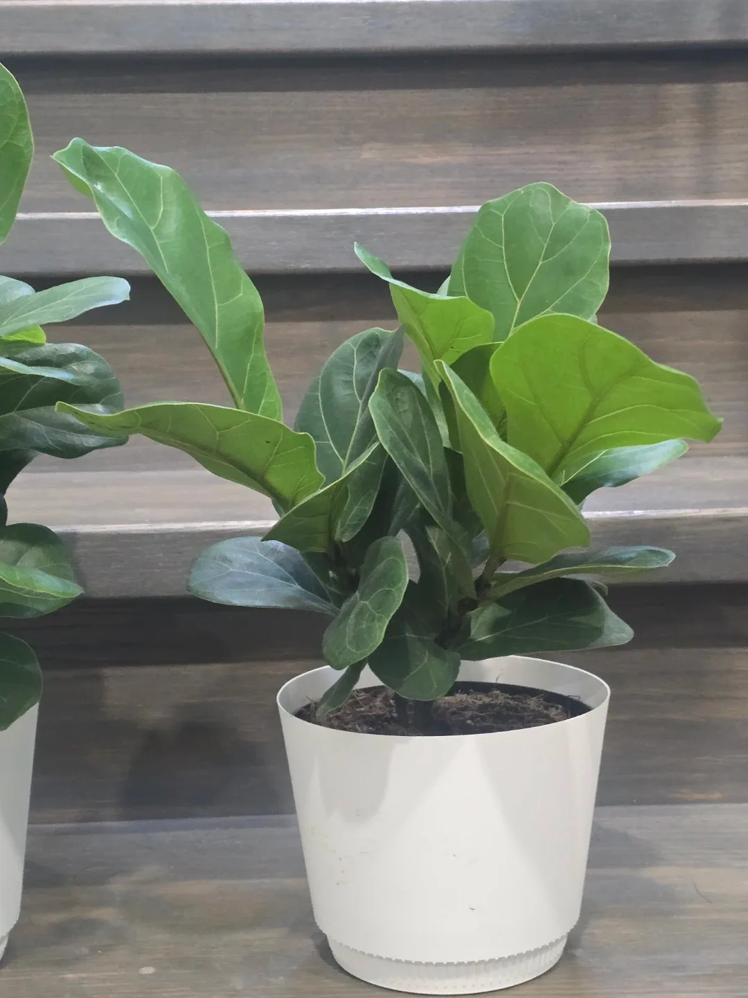 Fiddle Leaf Fig Plant image indicator(4)