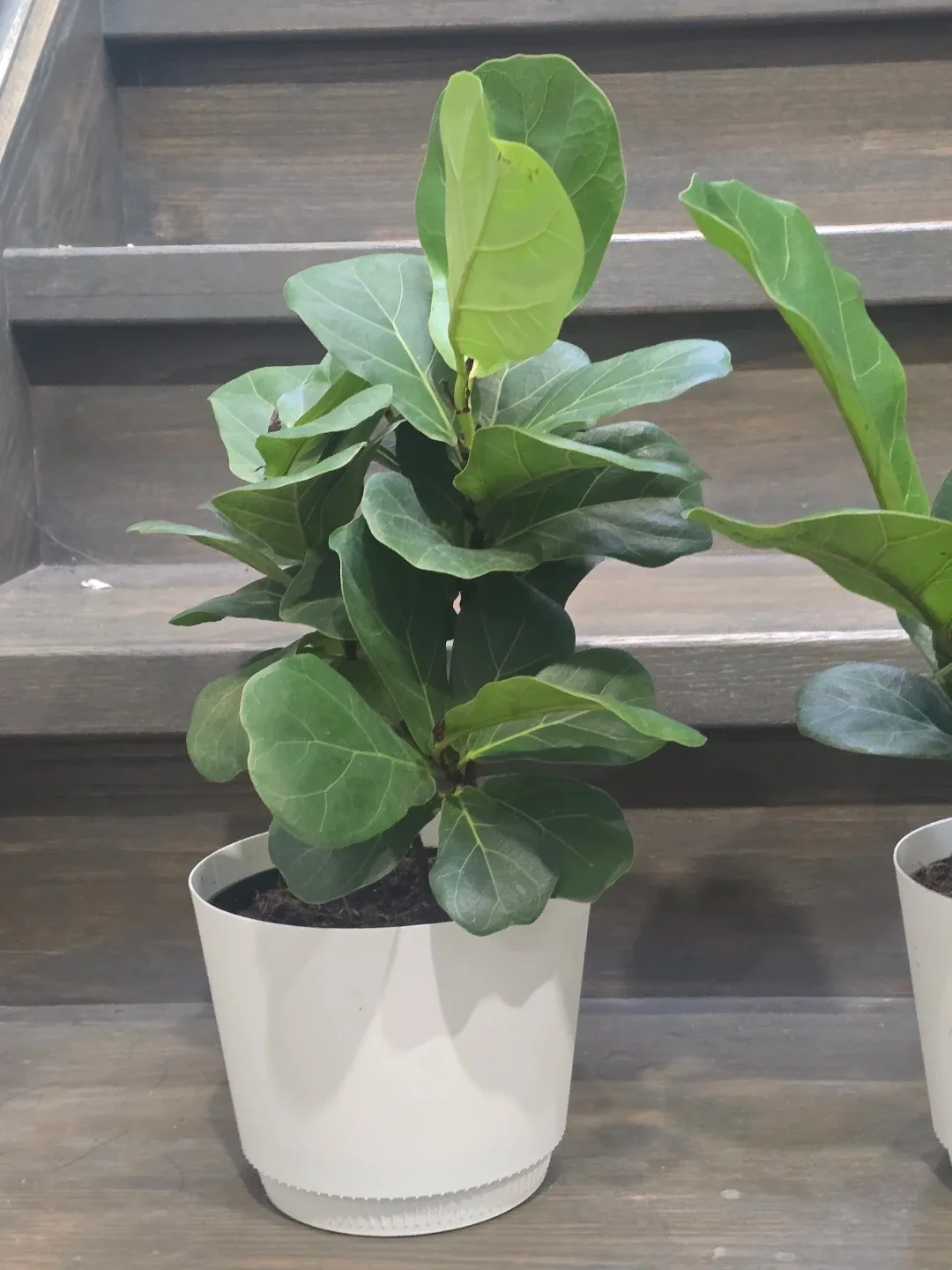 Fiddle Leaf Fig Plant image indicator(5)