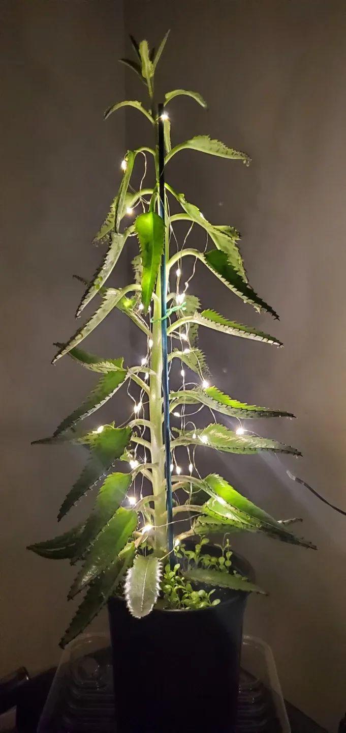 Mother of Thousands Plant with Christmas Ornaments image indicator(4)