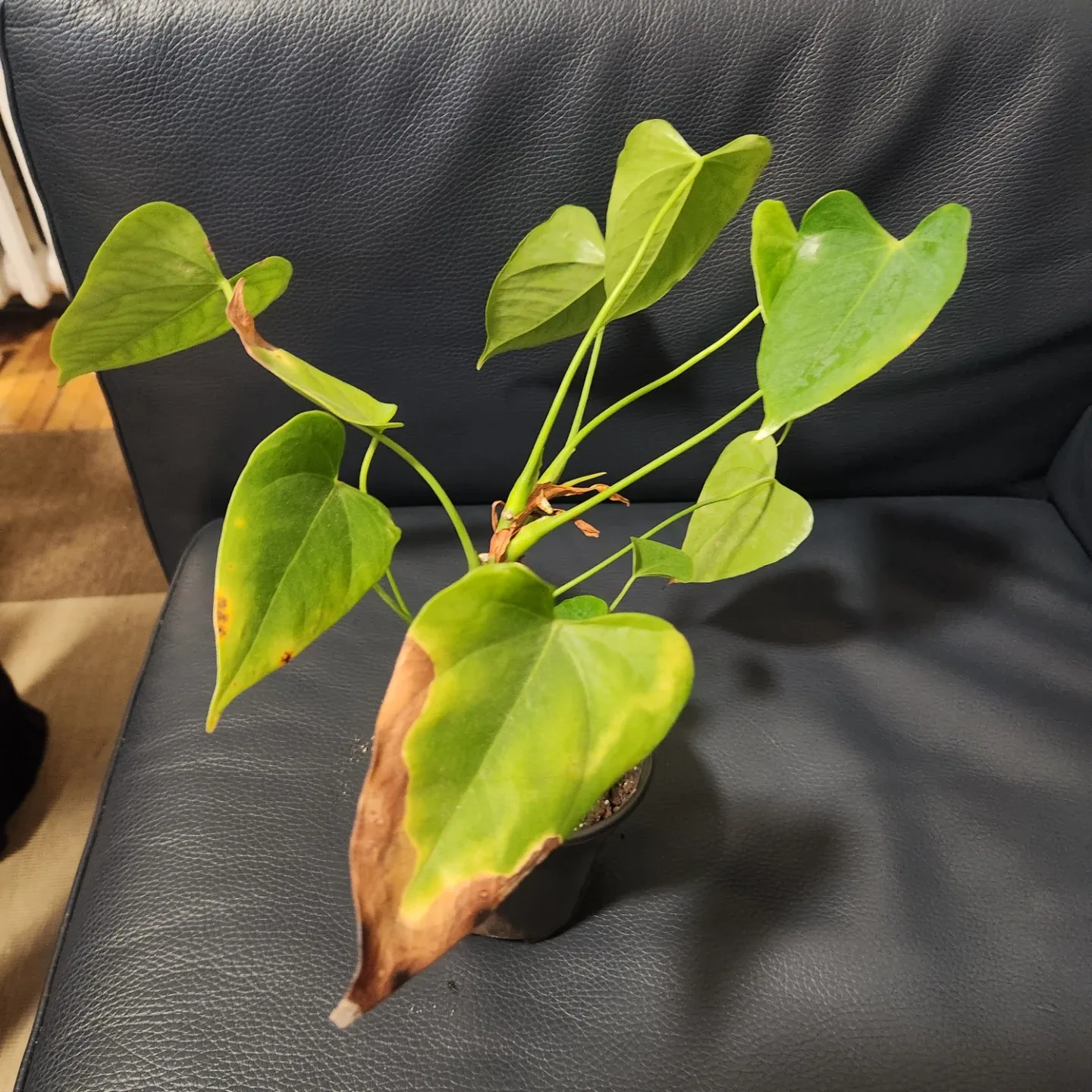 Anthurium Plant