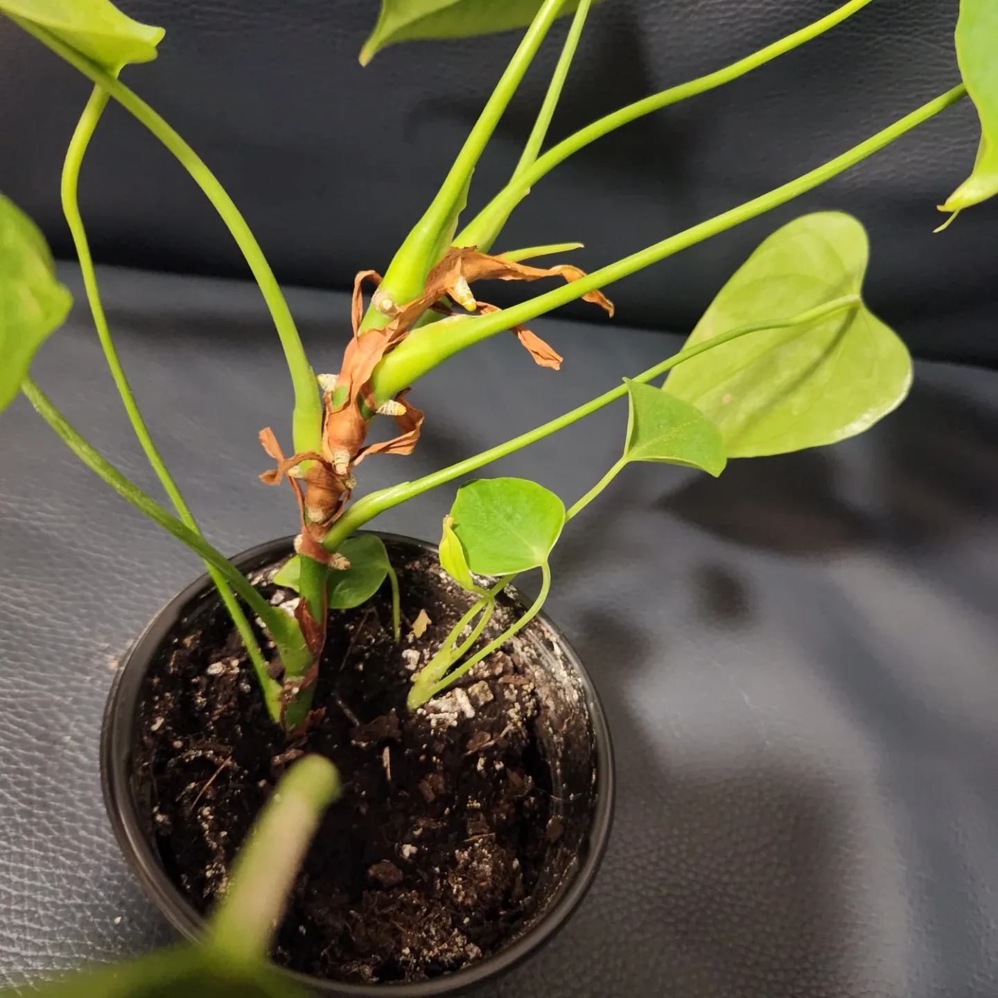 Anthurium Plant image indicator(4)