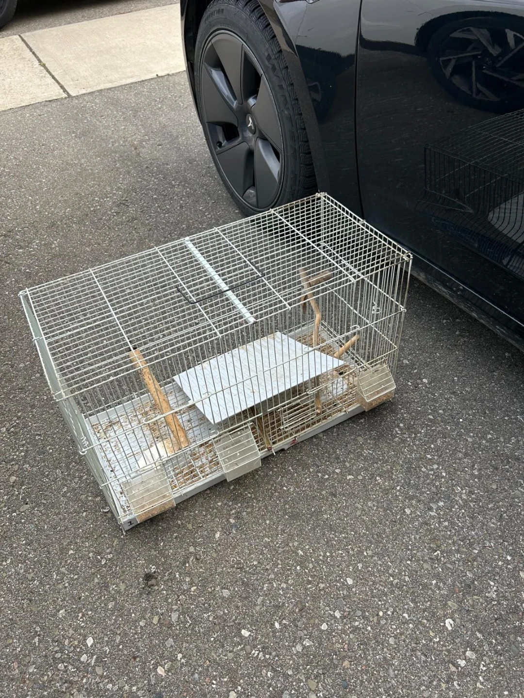 Gently used breeding bird cage