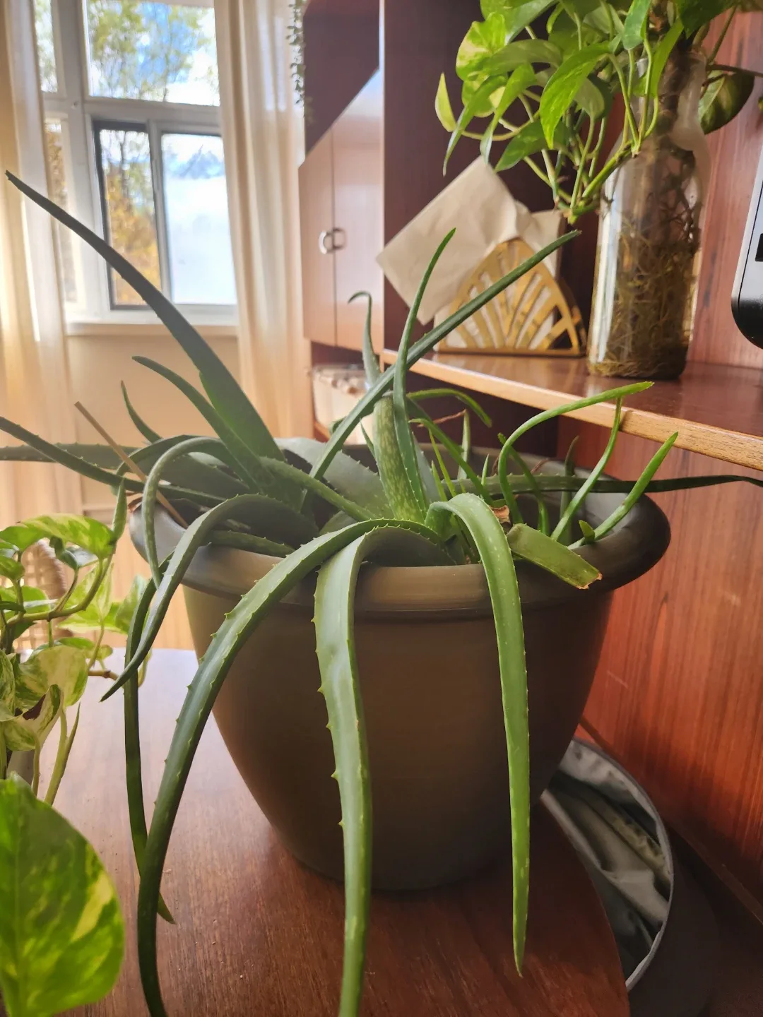 Variety of House Plants image indicator(6)