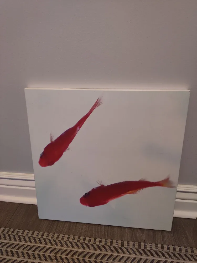Fish Wall Art - 19.5 x 19.5 inches