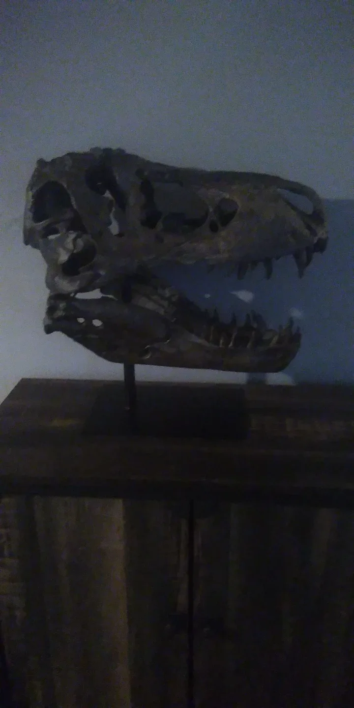 Tyrannosaurus Skull Display image indicator(3)
