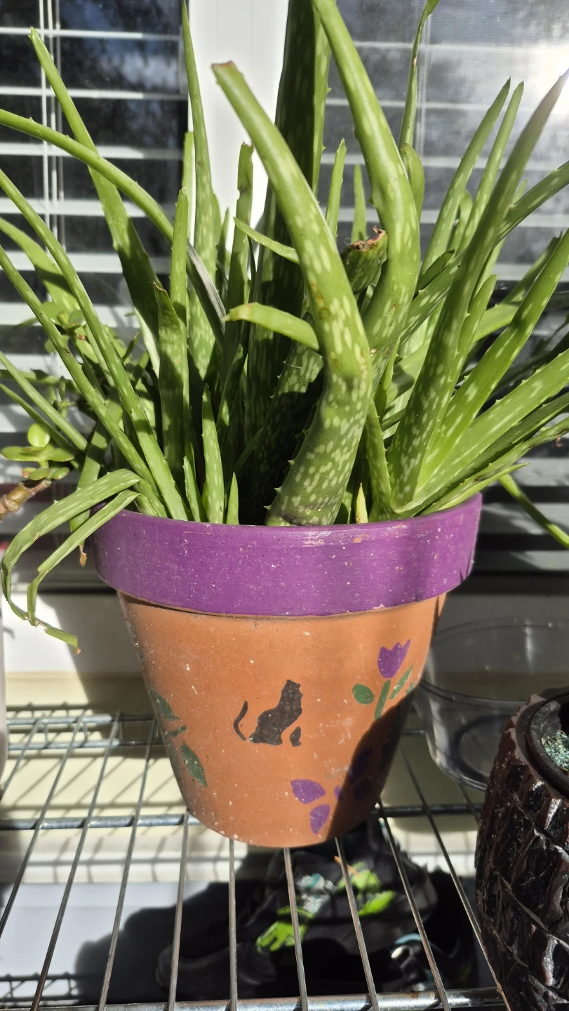 Aloe Vera Plant in Painted Pot