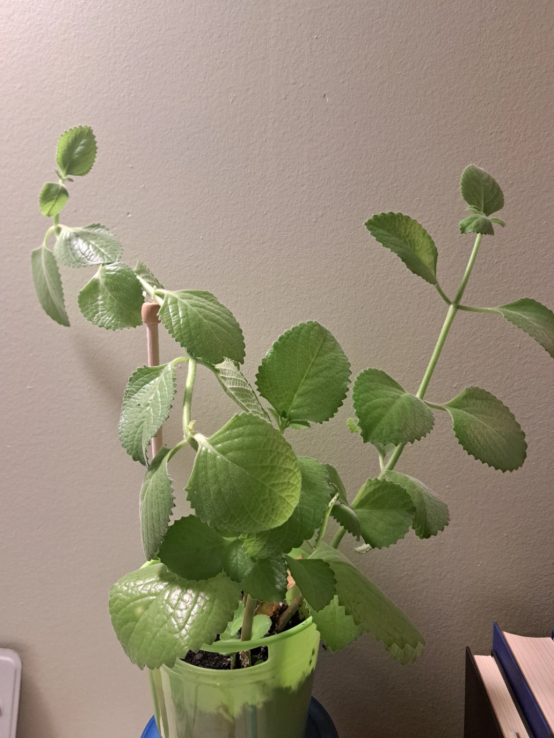 Cuban Oregano Plant in Green Pot