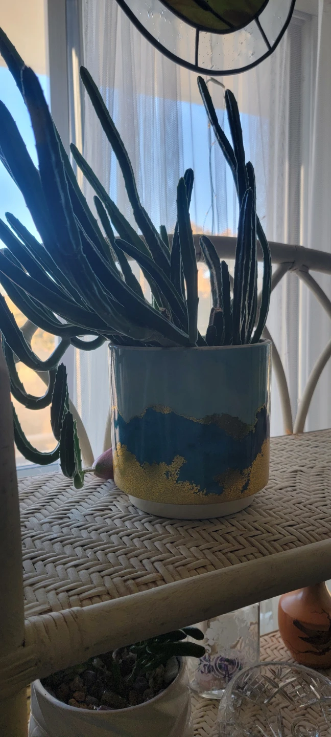Succulent Plant in Decorative Pot - photo 2
