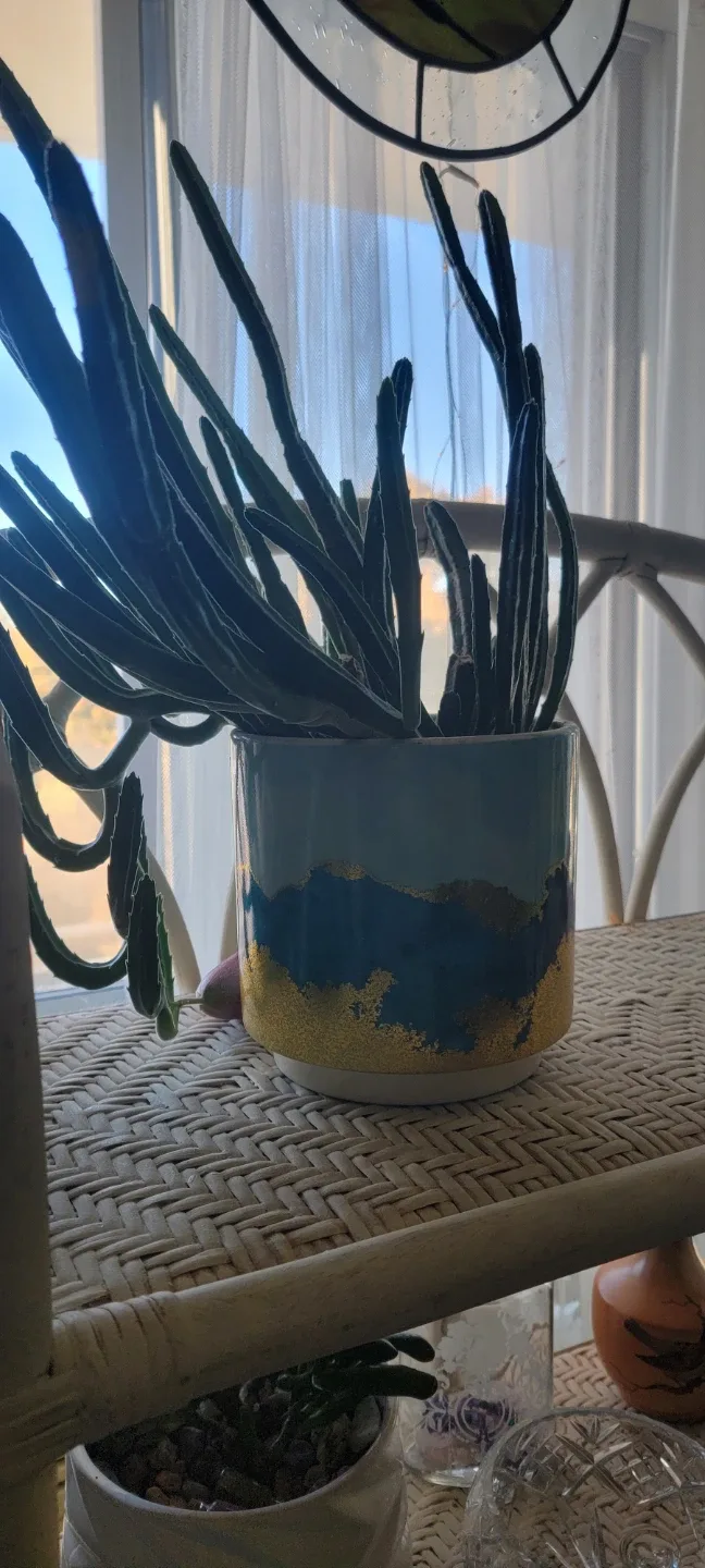 Succulent Plant in Decorative Pot image indicator(2)