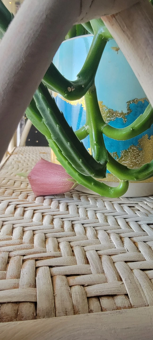 Succulent Plant in Decorative Pot - photo 3