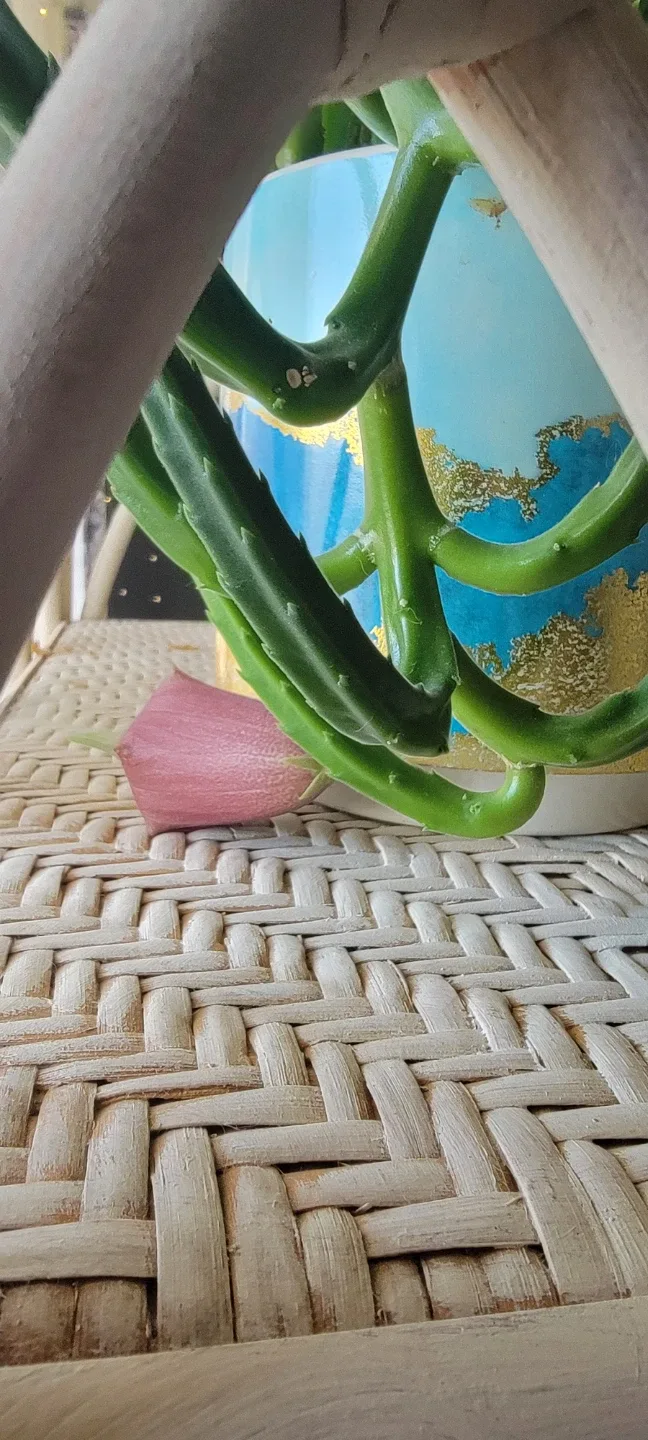 Succulent Plant in Decorative Pot image indicator(3)