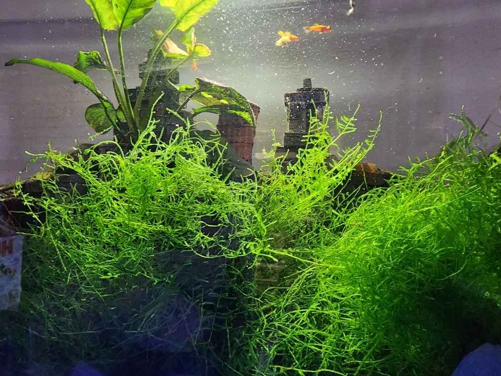 Java Moss for Aquarium