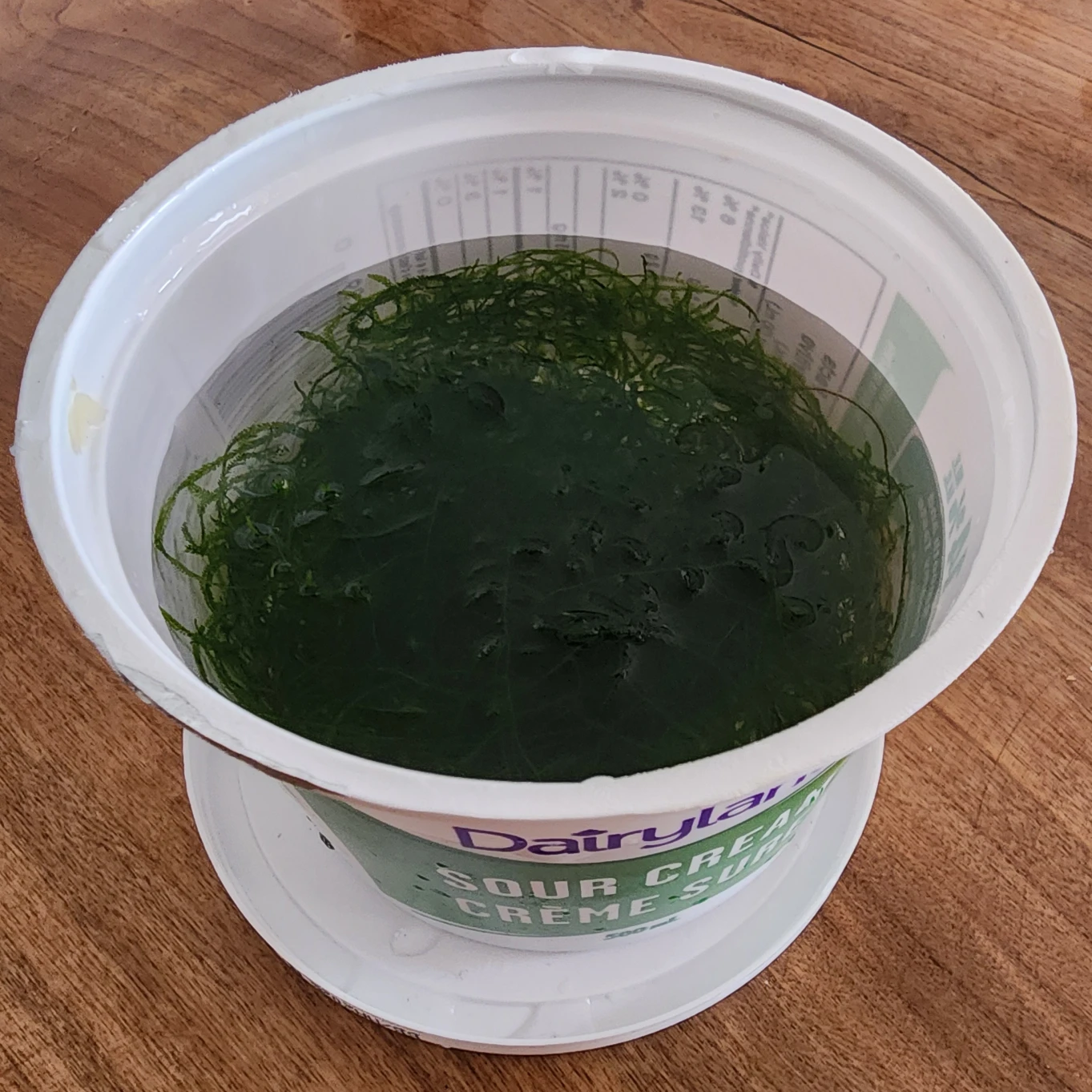 Java Moss for Aquarium - photo 2