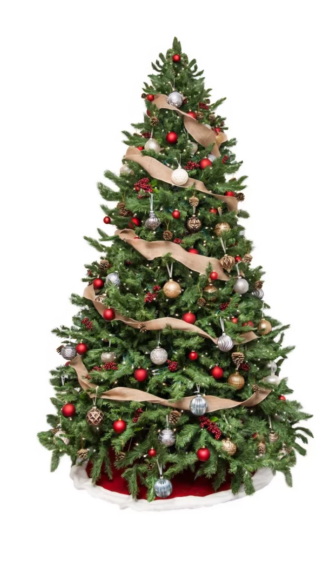 Fresh New Christmas Trees 6-7 ft (with free delivery) - photo 2