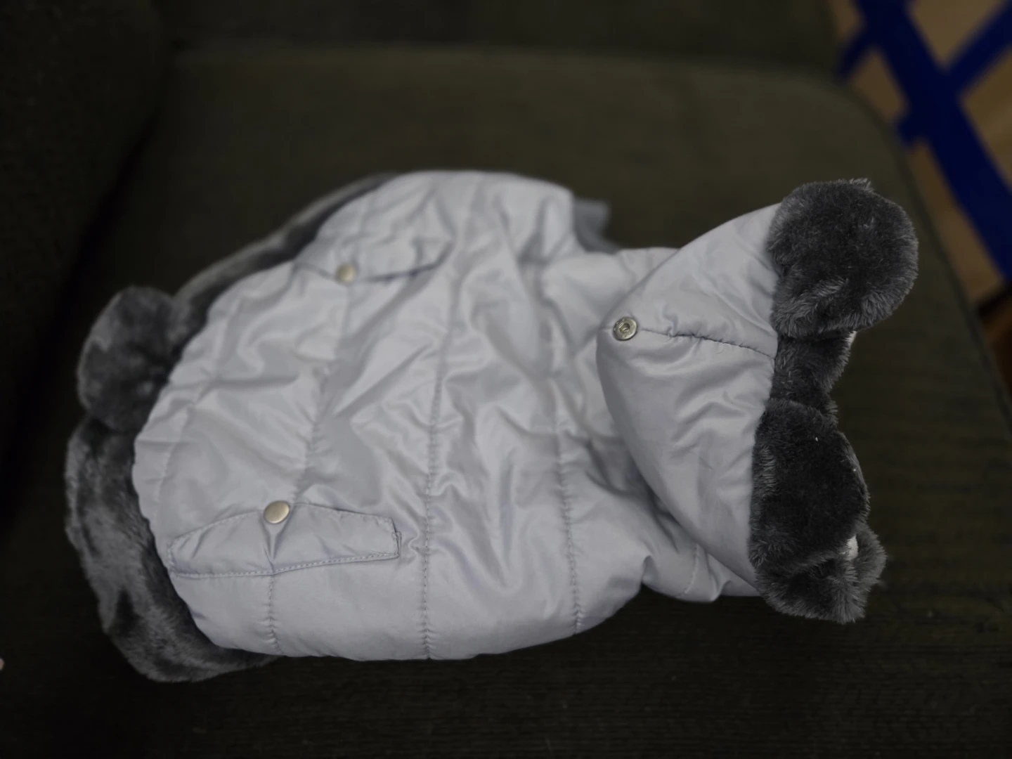 Dog coat