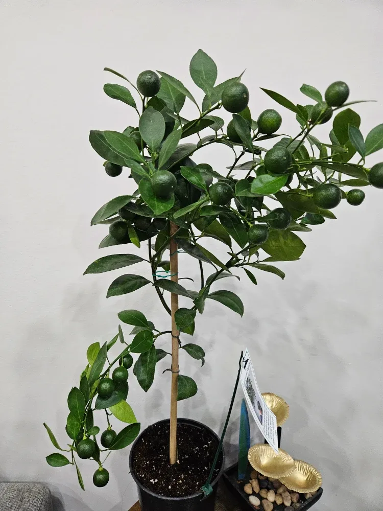 Calamondin Standard Tree image indicator(3)