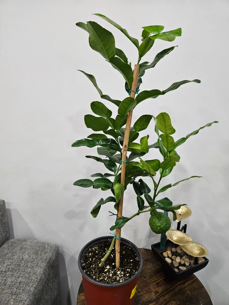 Calamondin Standard Tree image indicator(5)