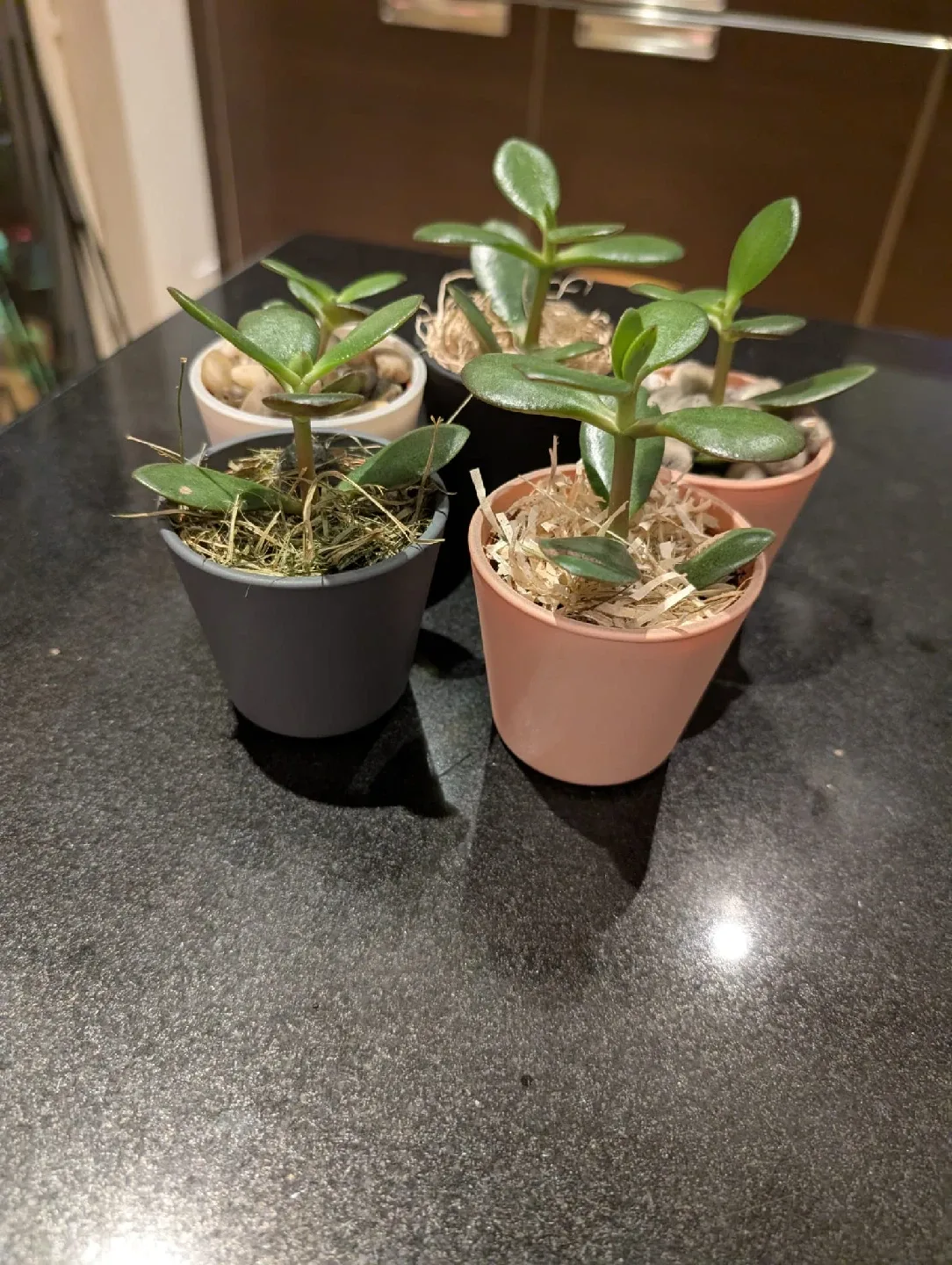 Beautiful , organic and very healthy Potted Succulents image indicator(4)