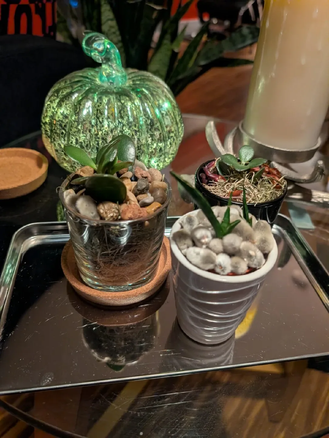 Beautiful , organic and very healthy Potted Succulents image indicator(7)