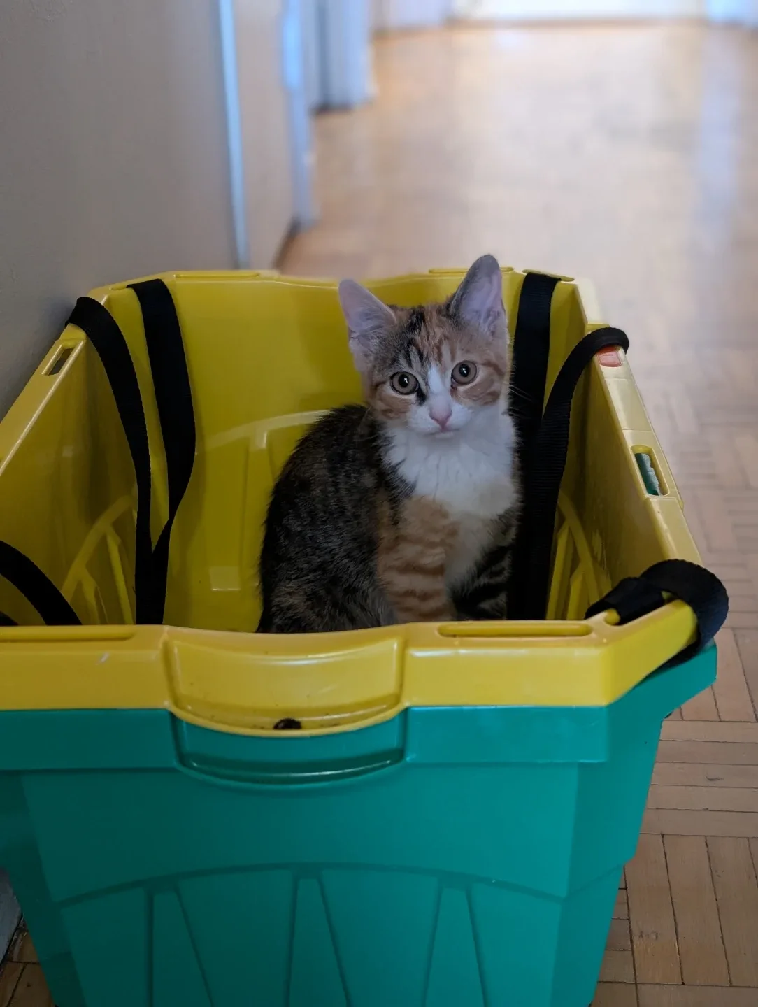Grocery bins thumbnail