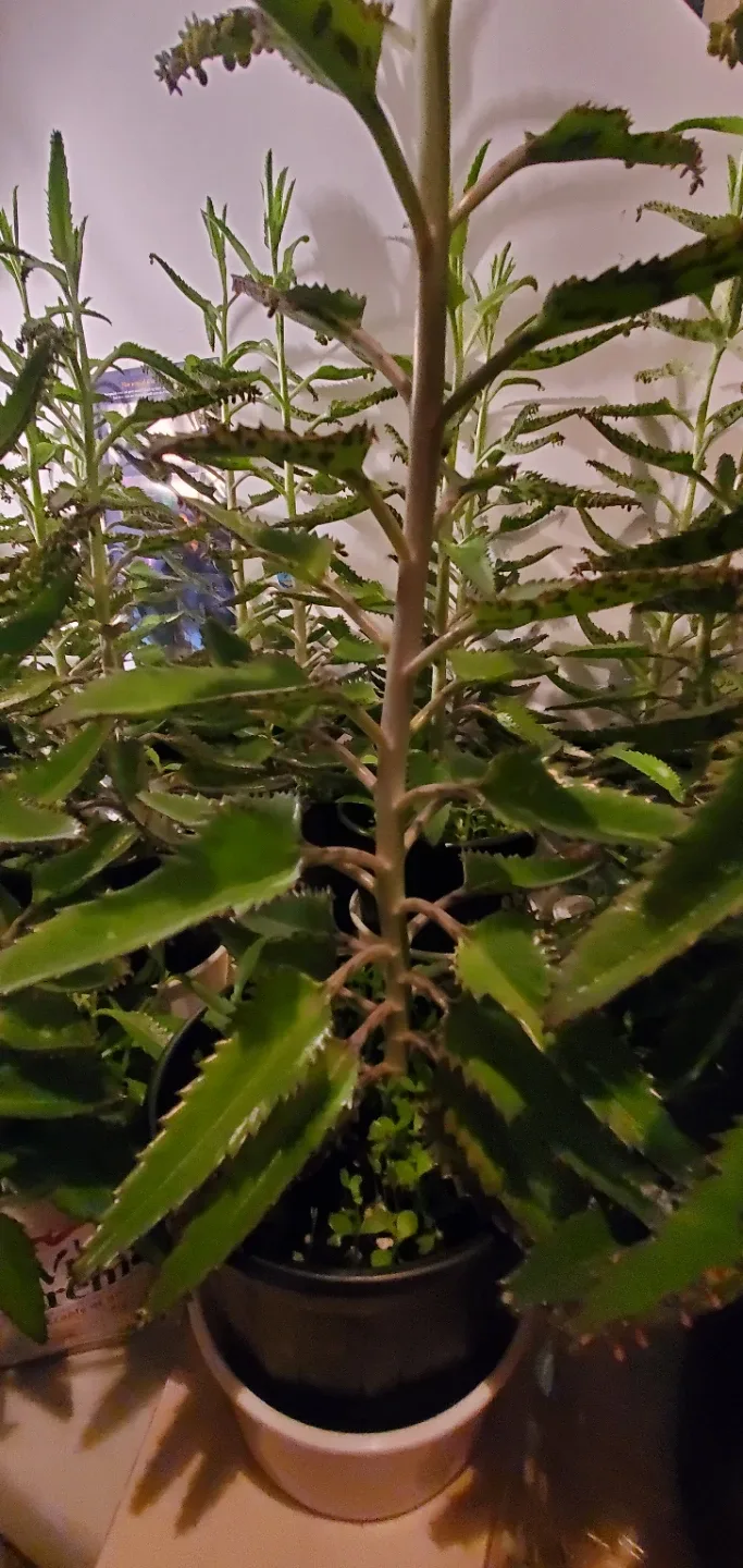 Mother of Thousands Plant with String Lights image indicator(4)