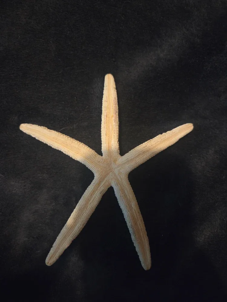 Dried starfish image indicator(2)