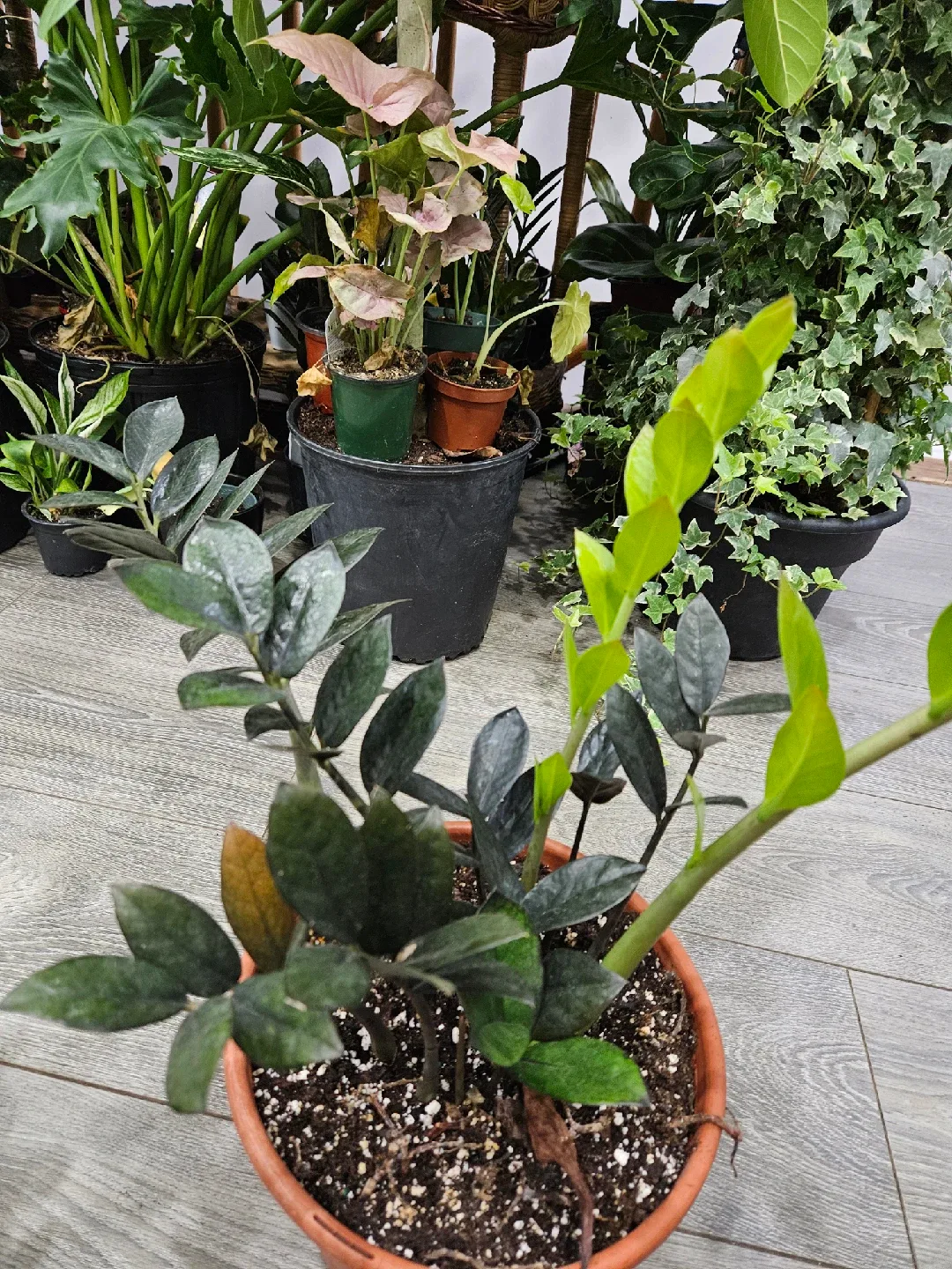 ZZ Plant in Terracotta Pot image indicator(4)