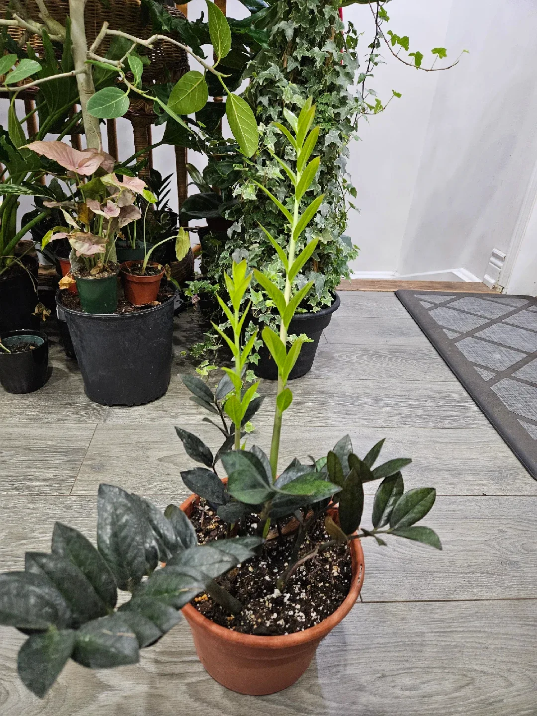 ZZ Plant in Terracotta Pot image indicator(5)