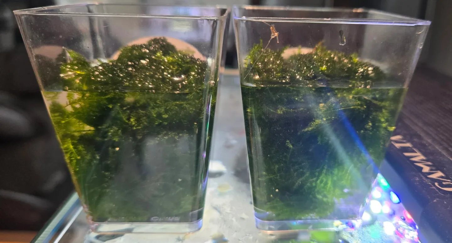 Christmas Moss image indicator(3)