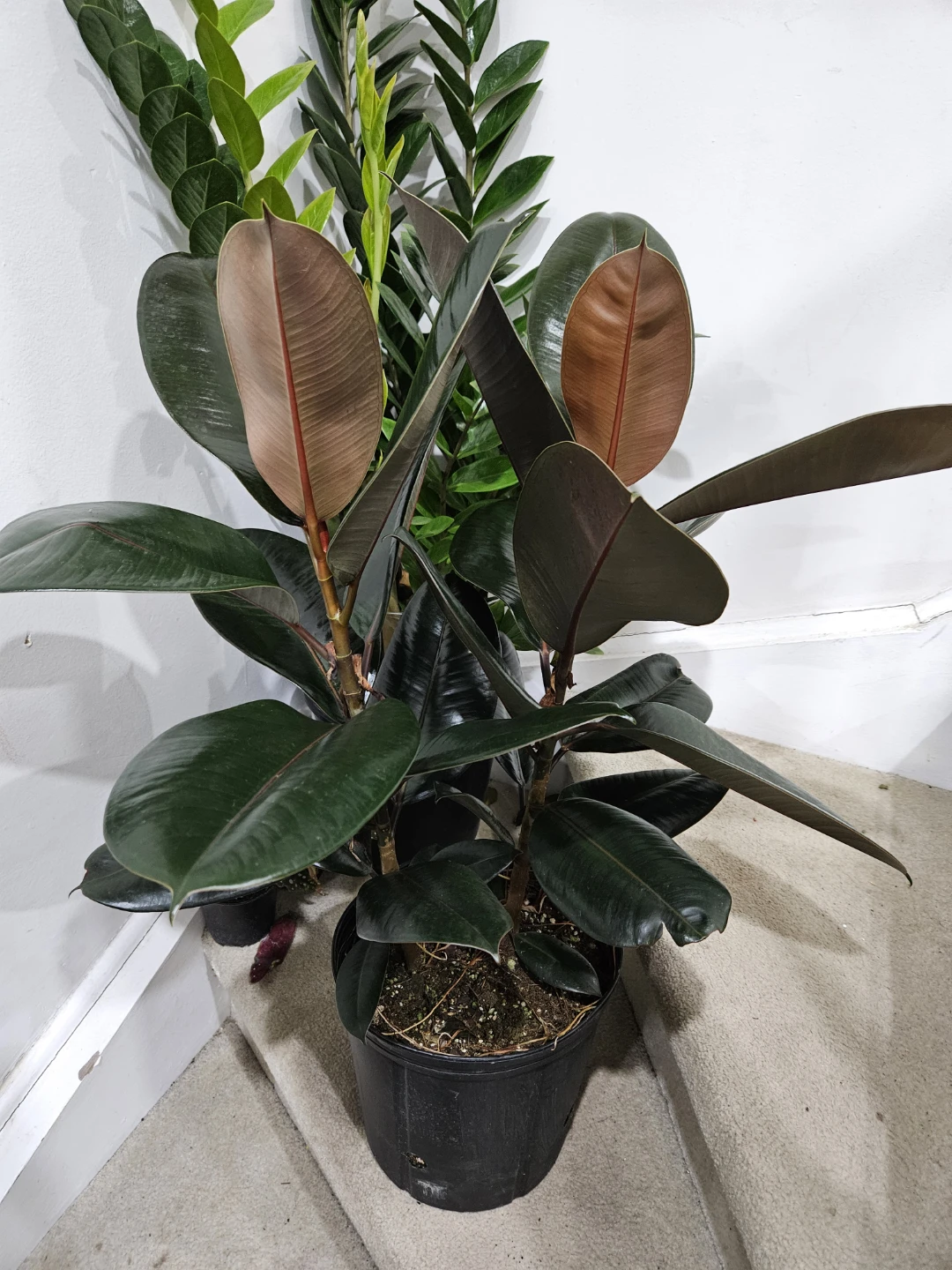 Rubber plant in 10"pot