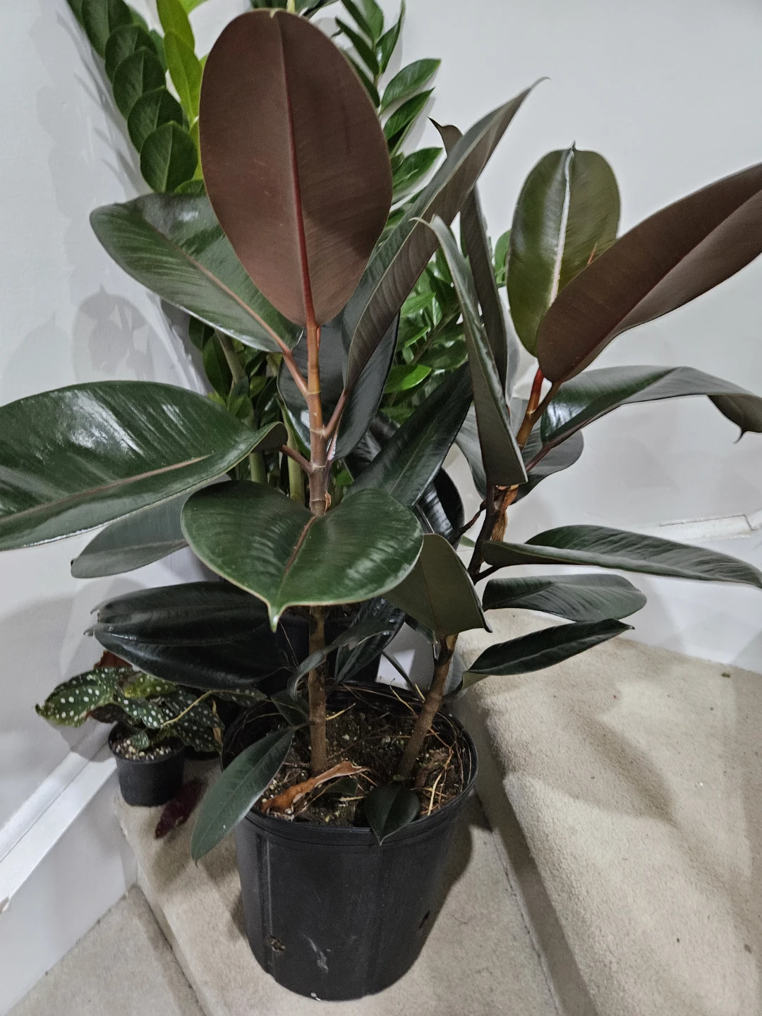 Rubber plant in 10"pot - photo 3