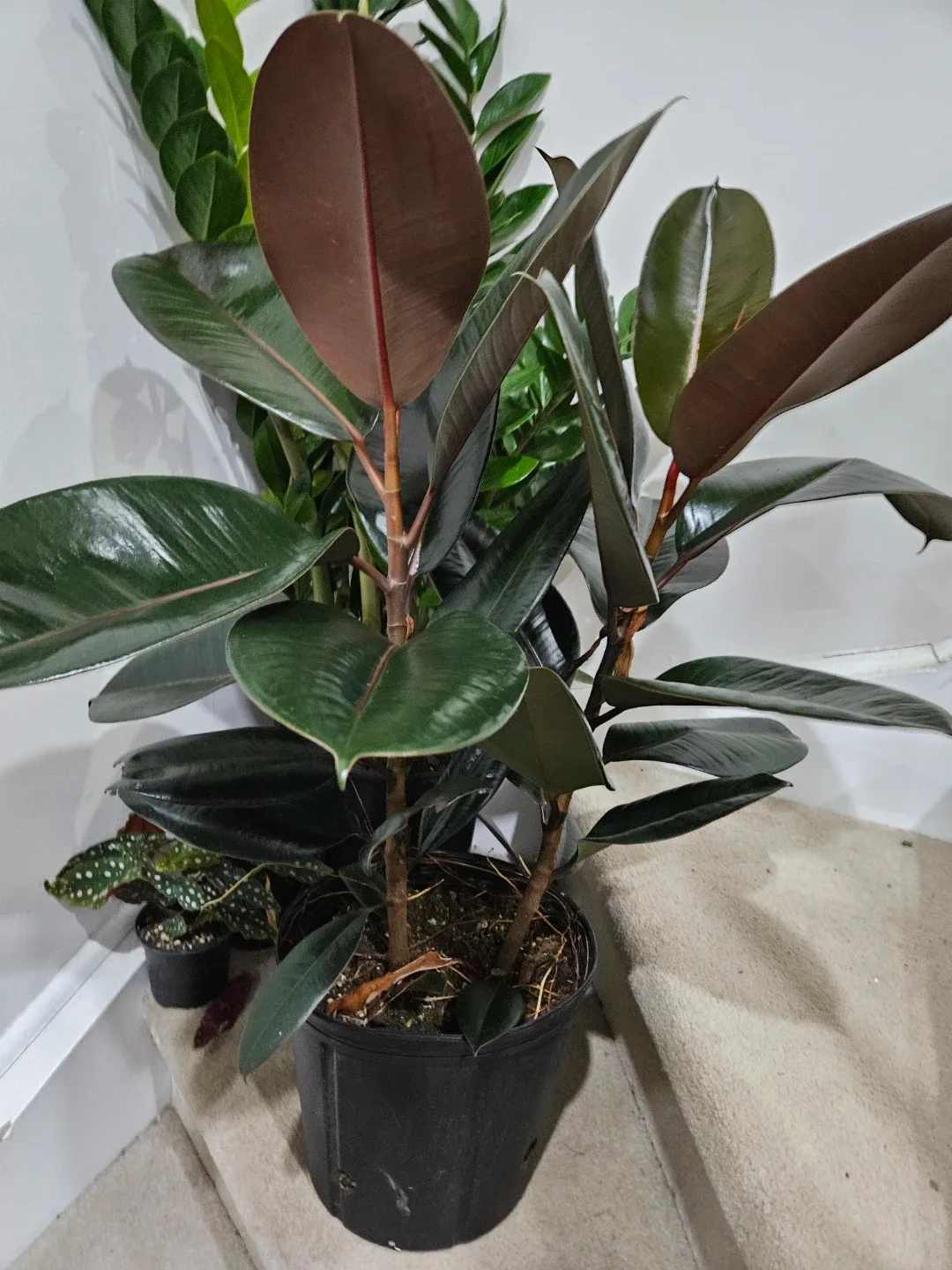 Rubber plant in 10"pot image indicator(3)