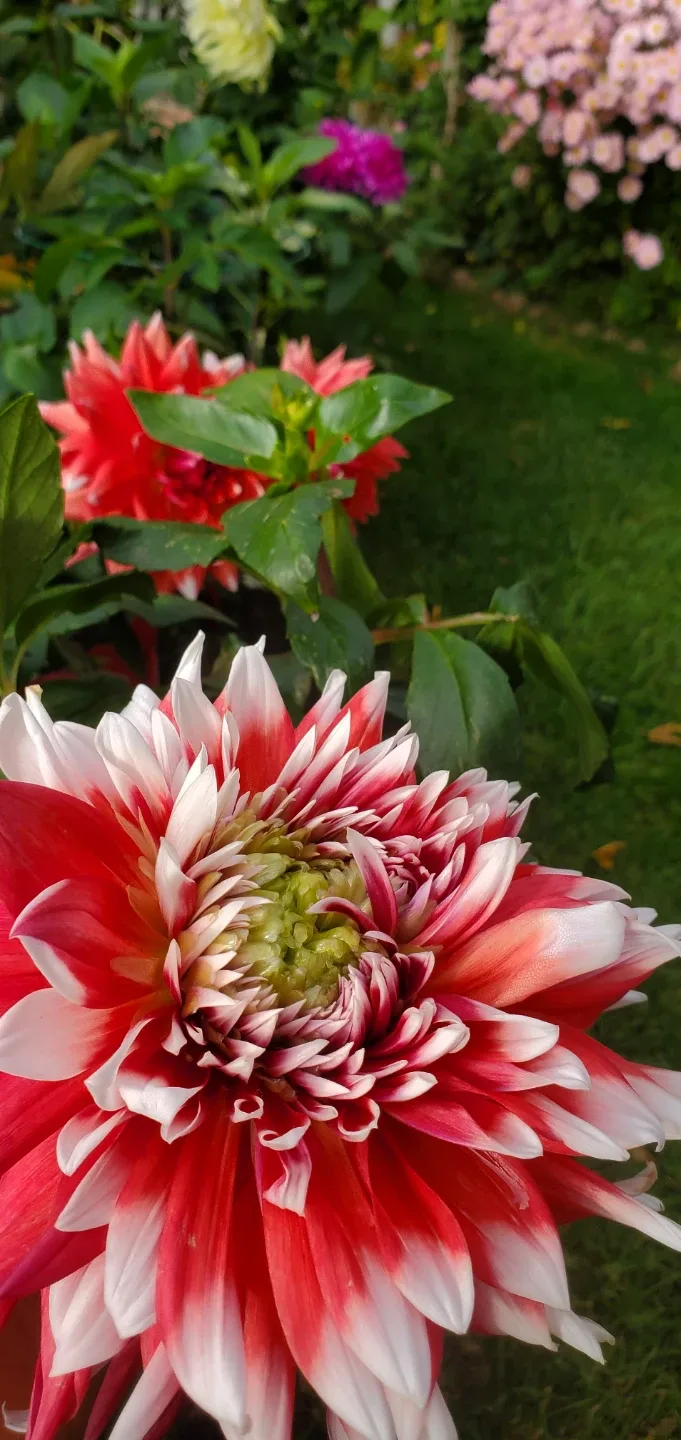 Dahlia roots image indicator(2)