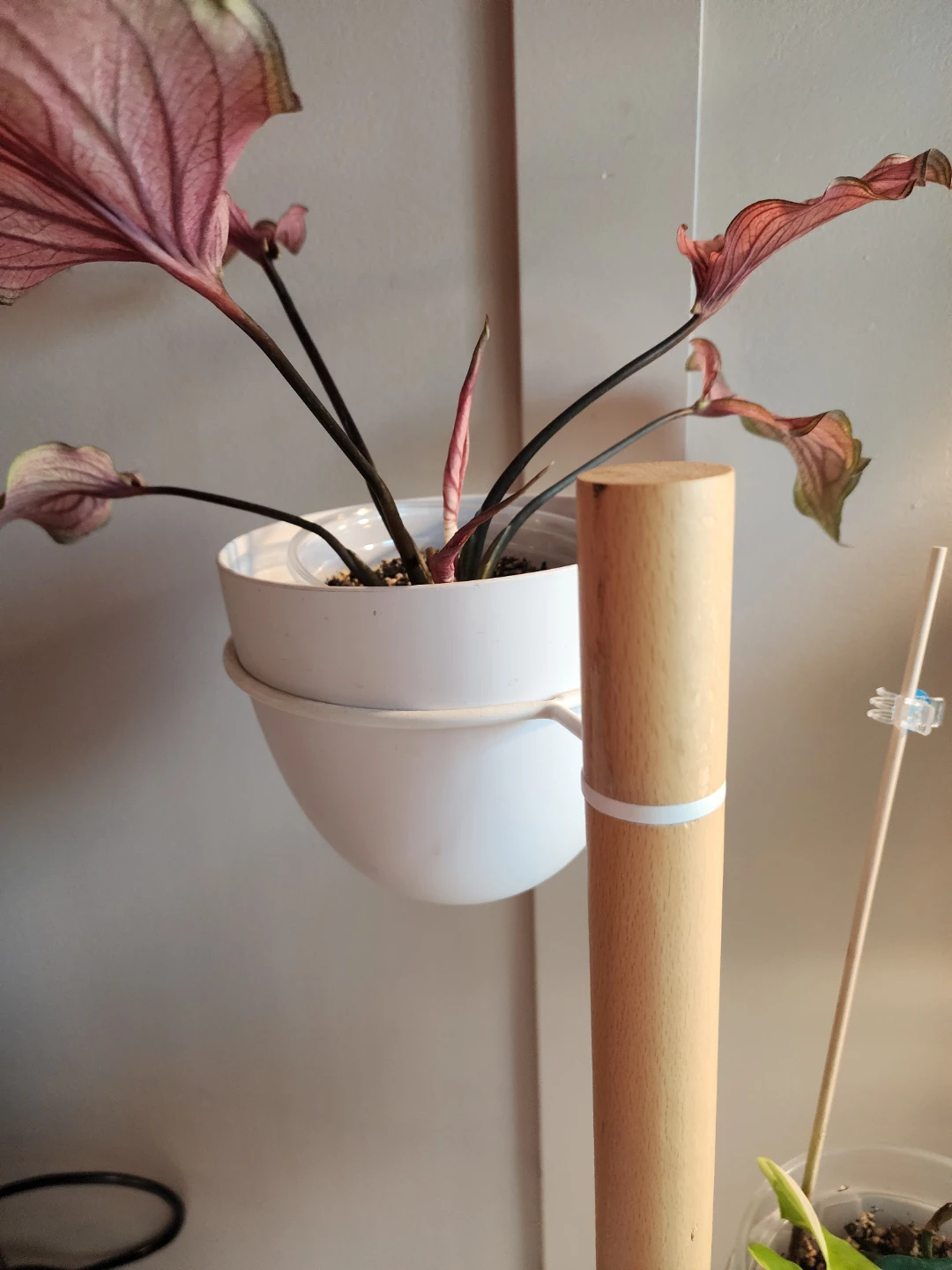 UMBRA Wooden Plant Stand with 3 White Pots - photo 3