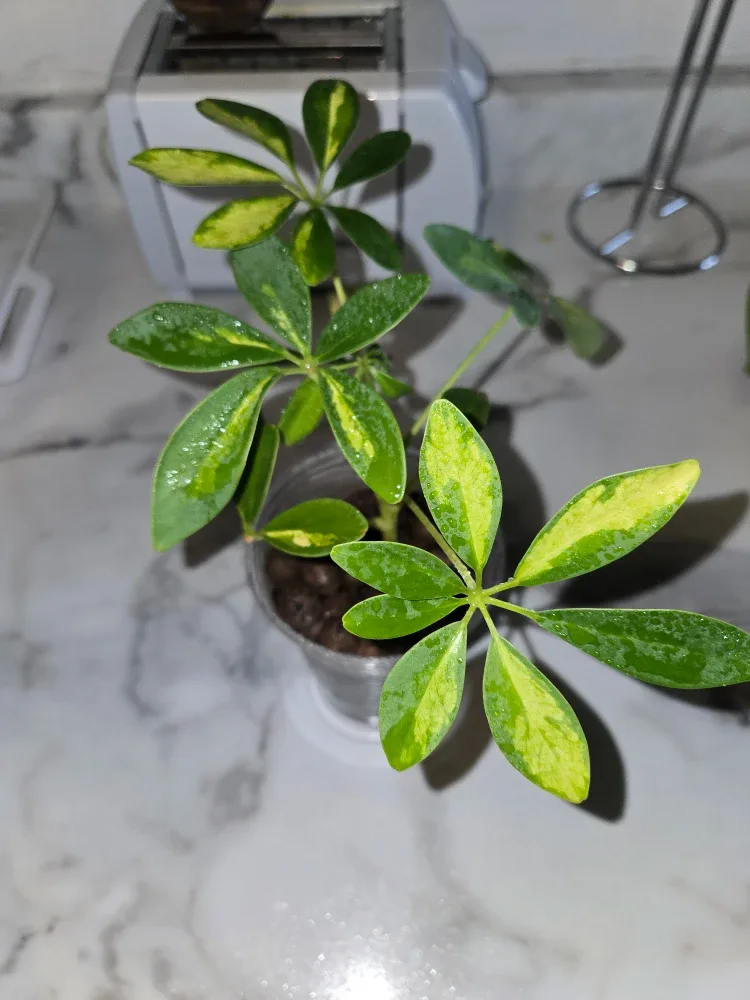 Umbrella Plant, VARIEGATED✨️☂️ image indicator(2)